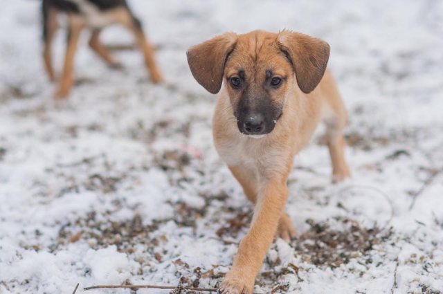 A puppy with blonde fur and a black muzzle totters towards the camera on snowy ground.