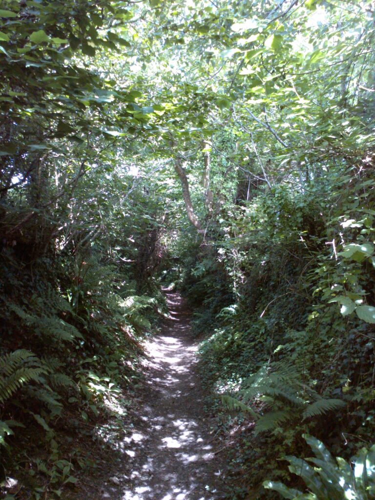 A path with steeply banked, wooded sides climbs up into sunlit greenery.