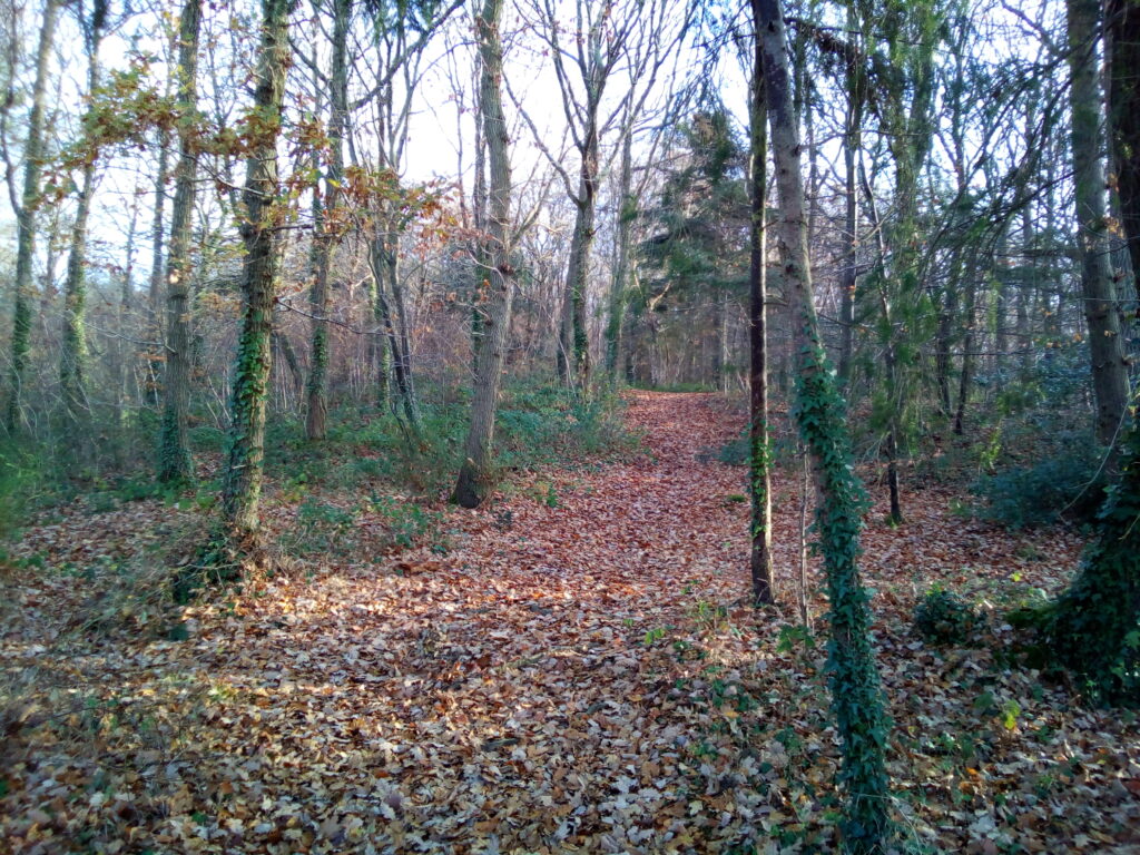 A leaf-covered path through a winter bare woodland.