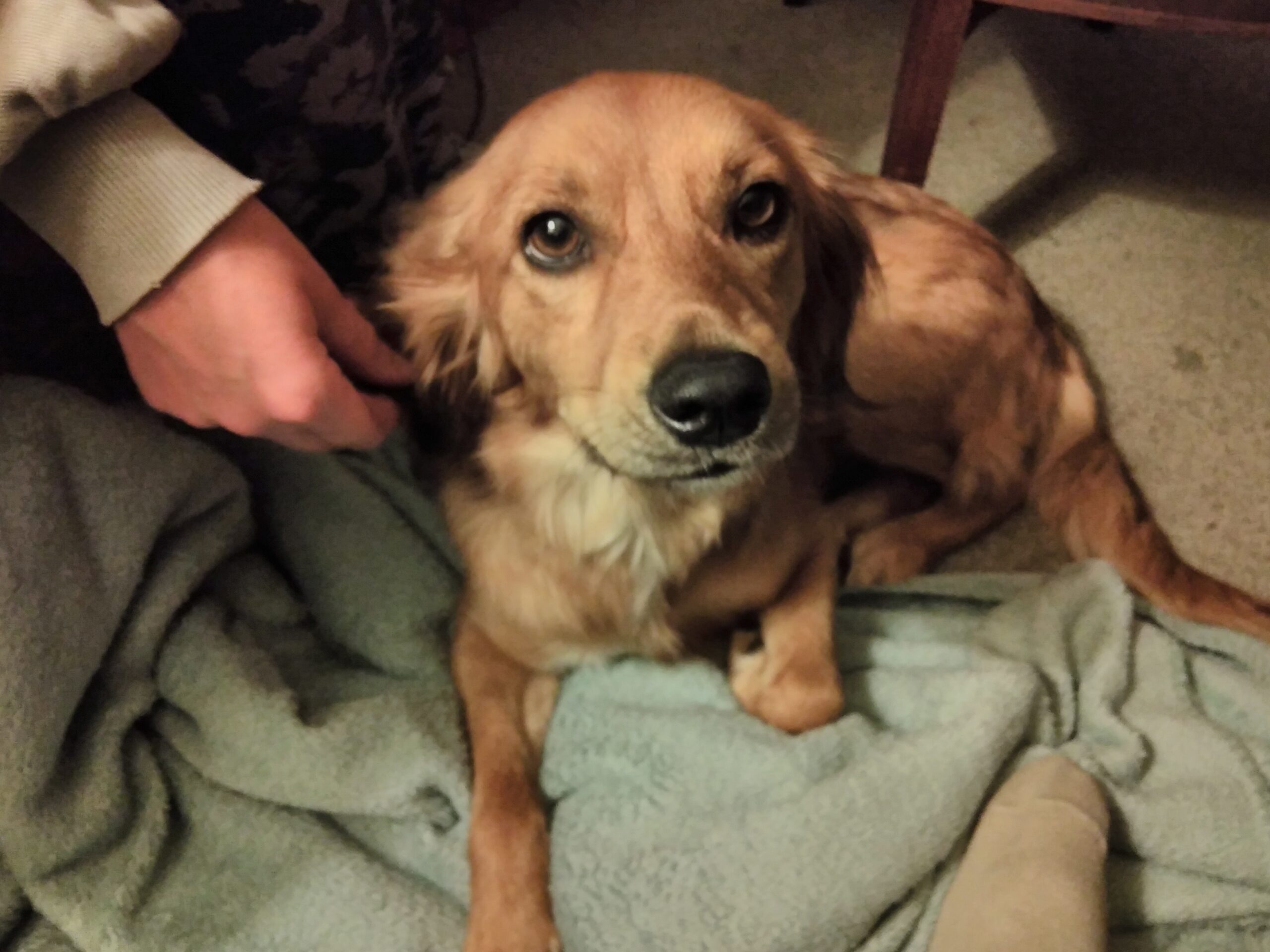 A blonde dog, sitting on a blanket, stares at the camera while a hand tickles her neck.