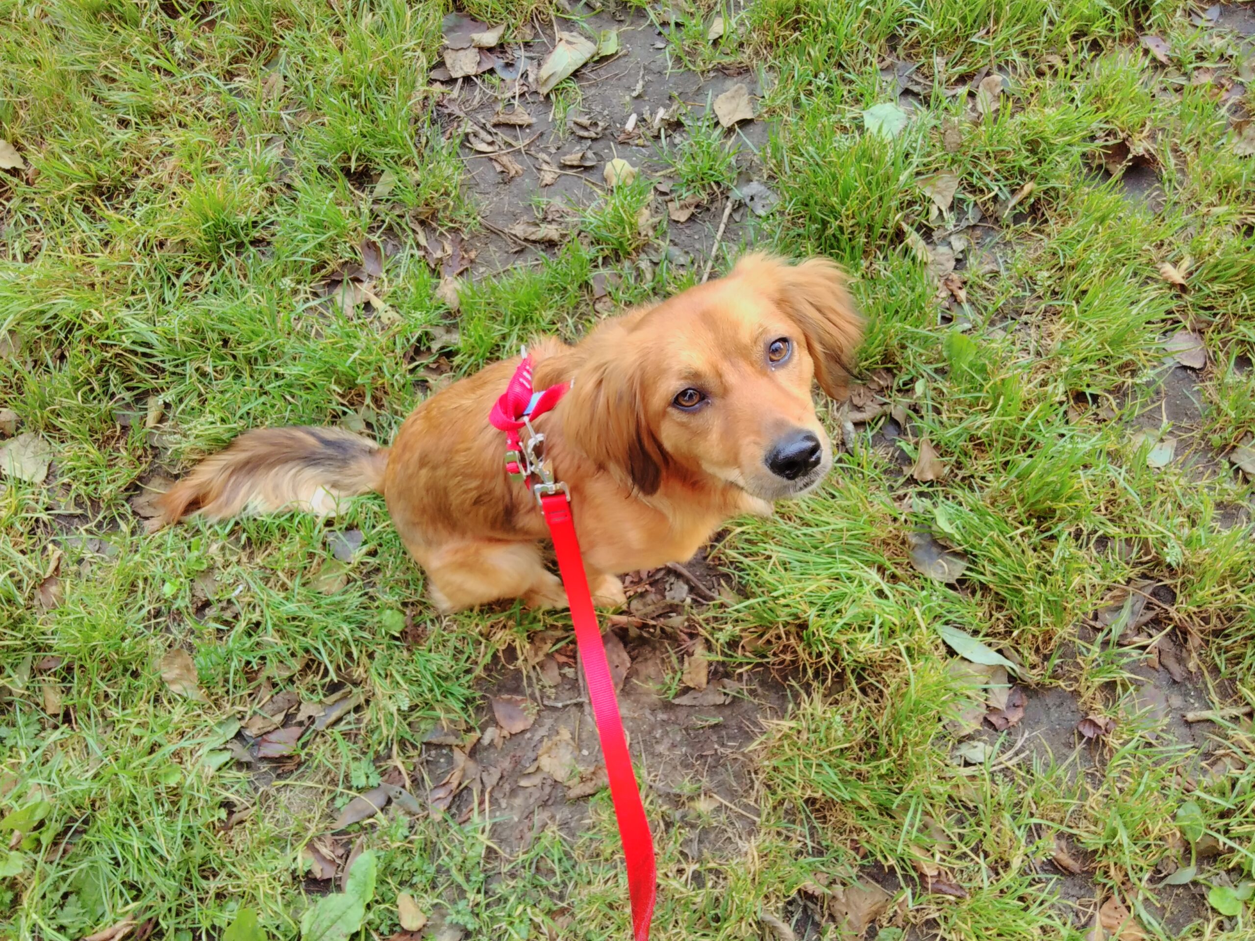A blonde dog on a lead looks up at the camera.