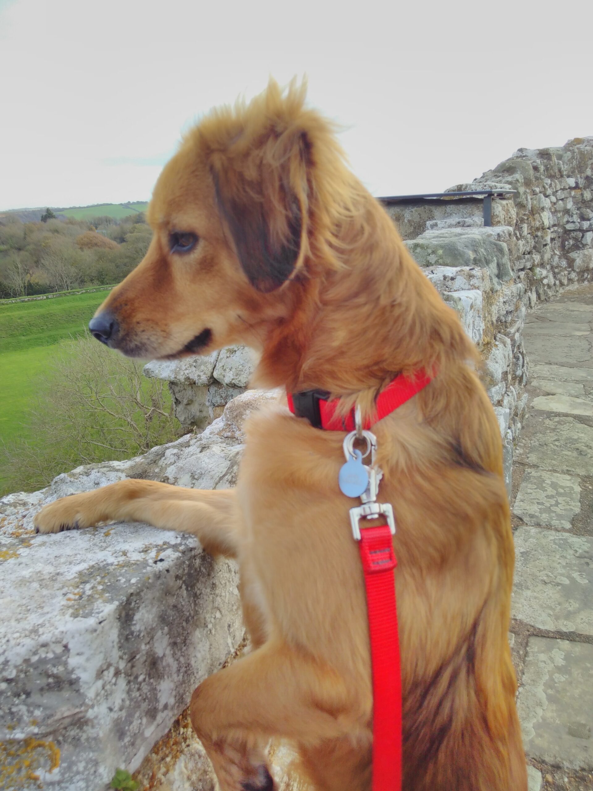 A dog stands against a castle wall, looking out at the country beyond, one paw up on the battlements. Yes, really.