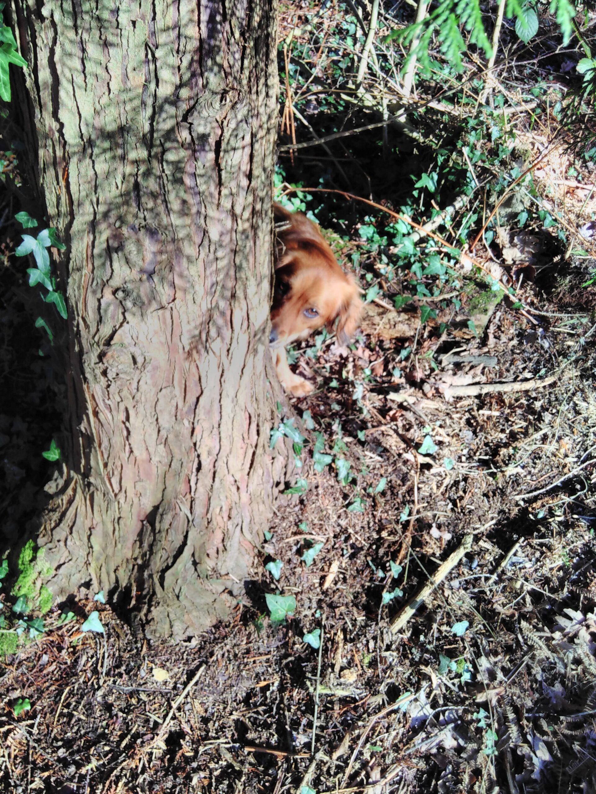 A dog's head appears from around the edge of a tree trunk.