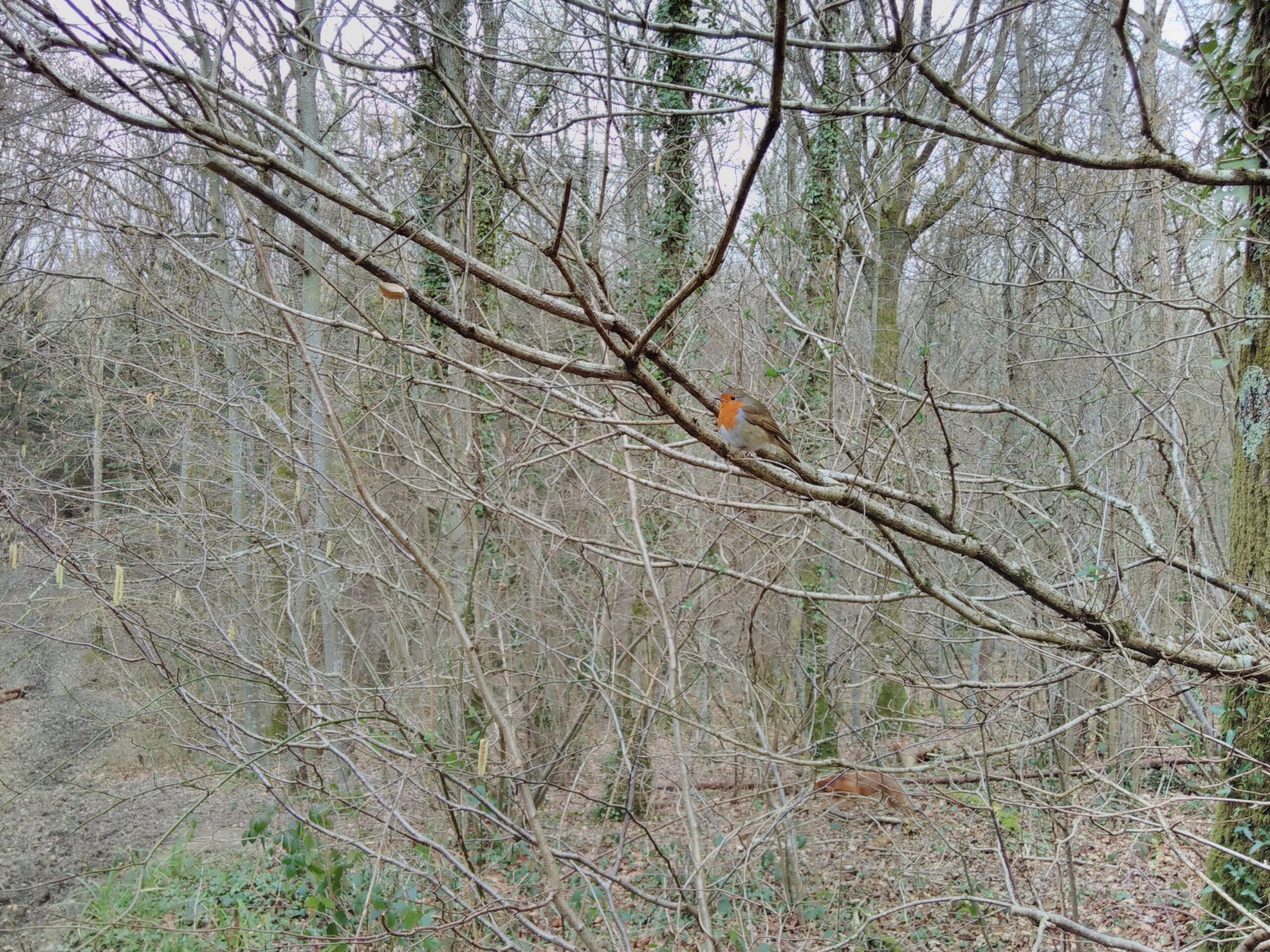 A robin sits on a branch against a background of leafless winter woodland.