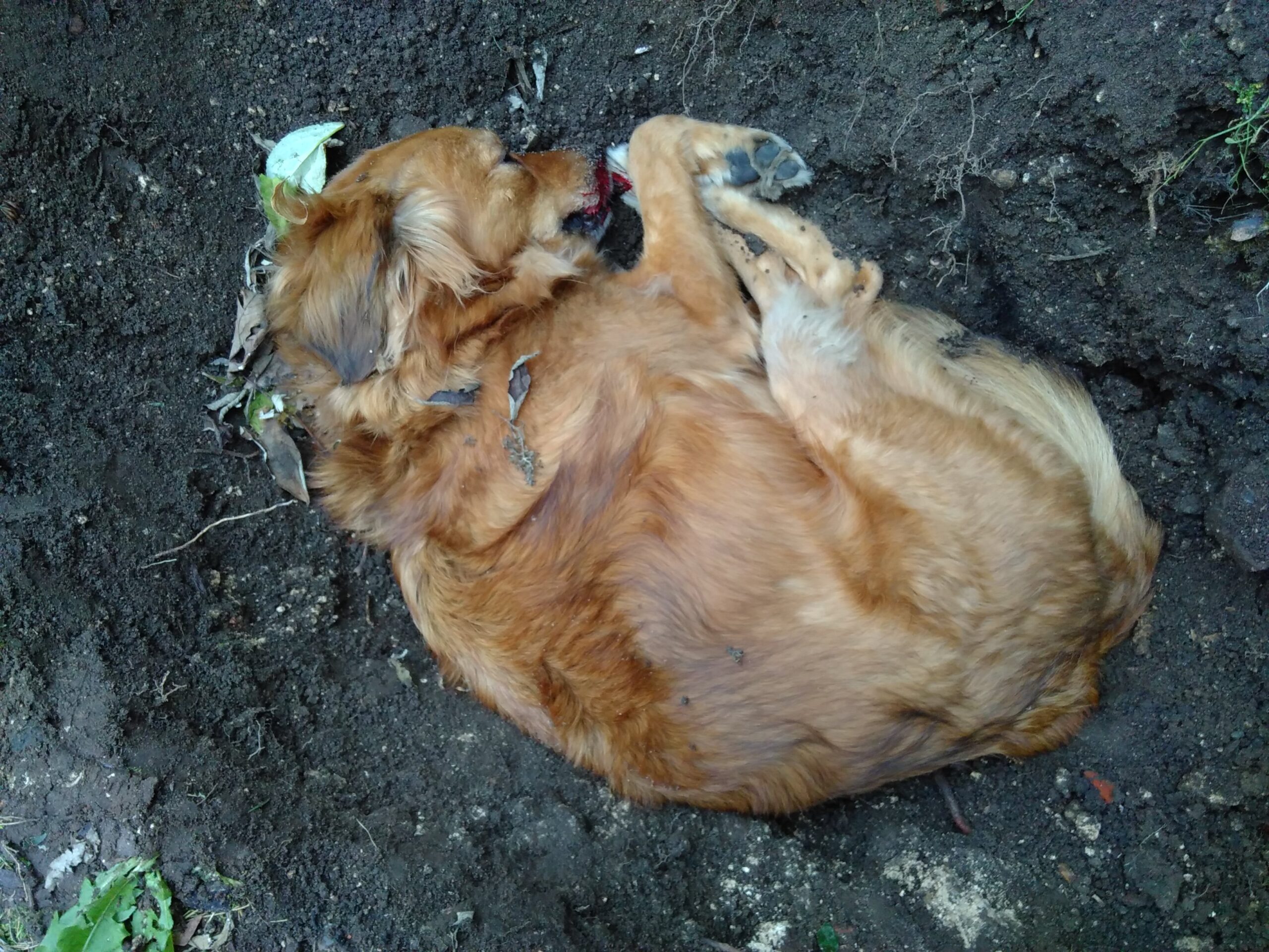 A dog lies curled in wet earth, her nose, tucked between her front paws, covered in blood.