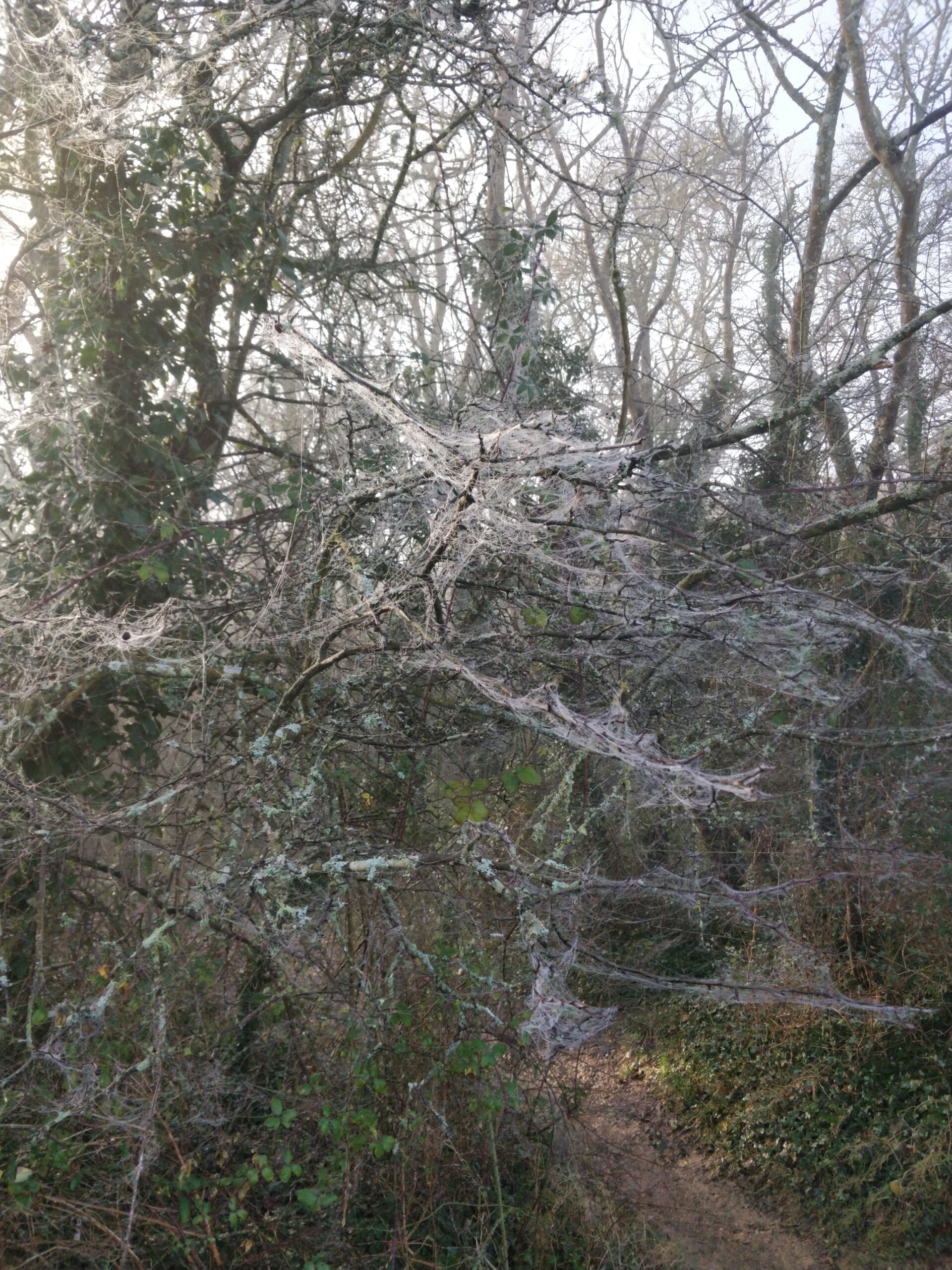 Droplets of mist outline a tangle of cobwebs on the branches of a tree on the edge of a winter wood.