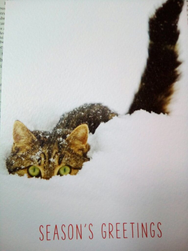 A Christmas card showing a cat in snow.