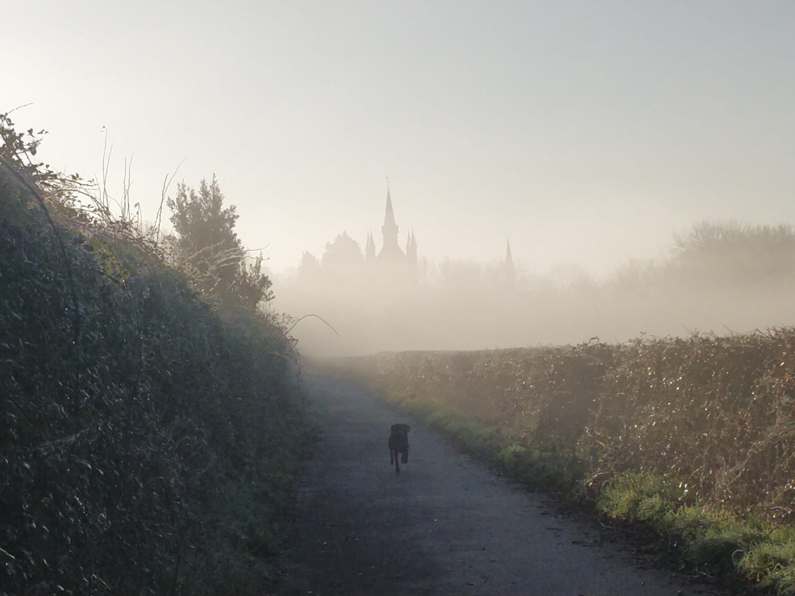 A dog runs out of the mist along a hedged path, and a church tower, surrounded by trees, makes a misted silhouette in the background.