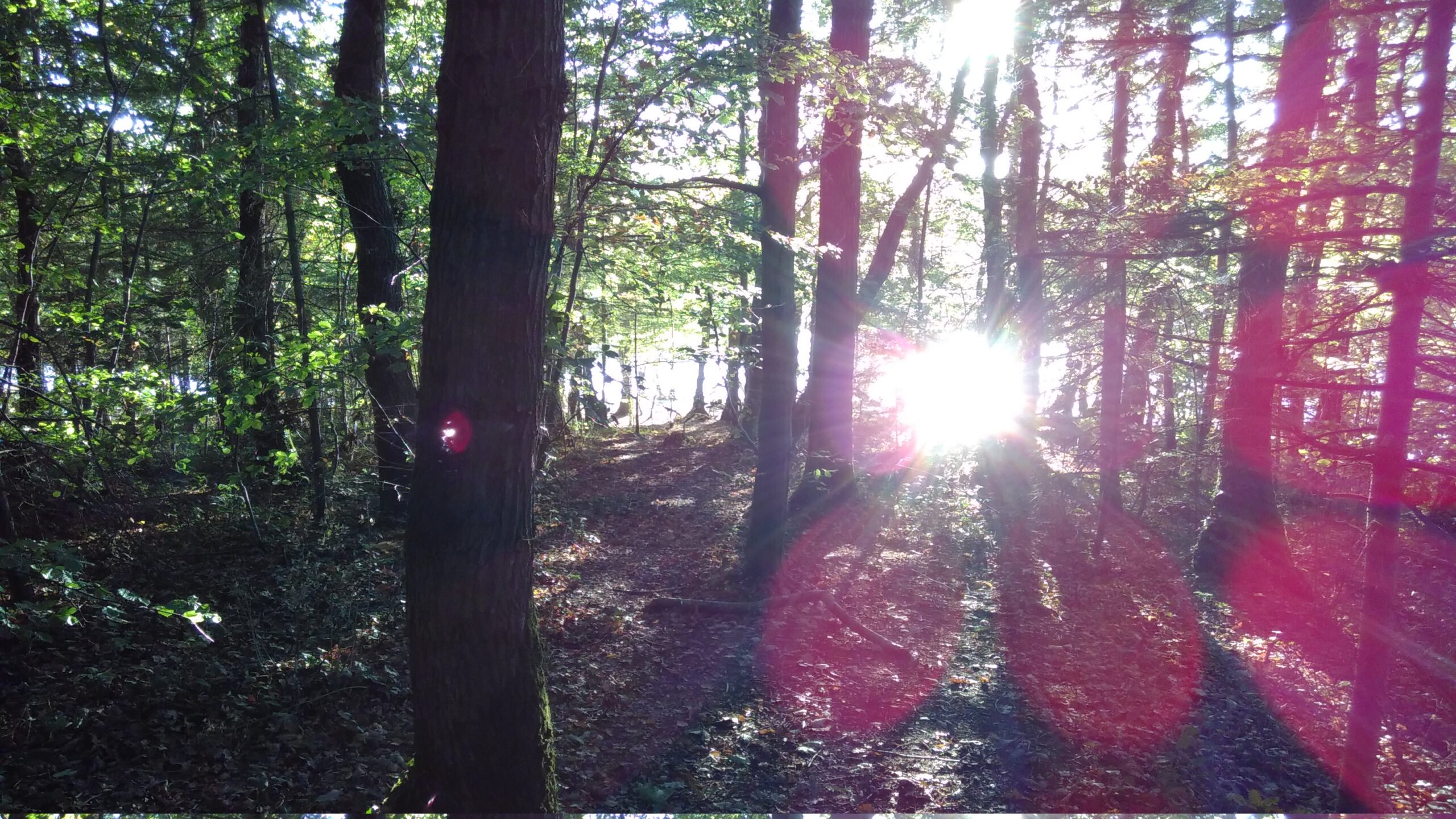 A white sun and its reflecting from a patch of water shine through a shadowed woodland.