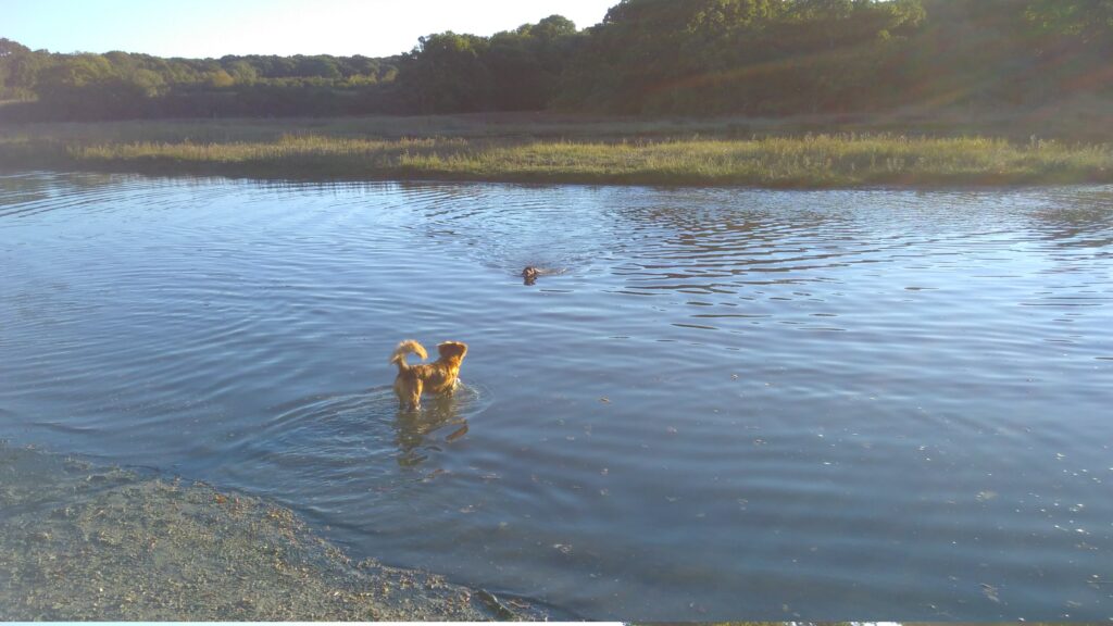 A blond dog stands shoulder-deep in the shallows of a river as another dog swims towards the shore.