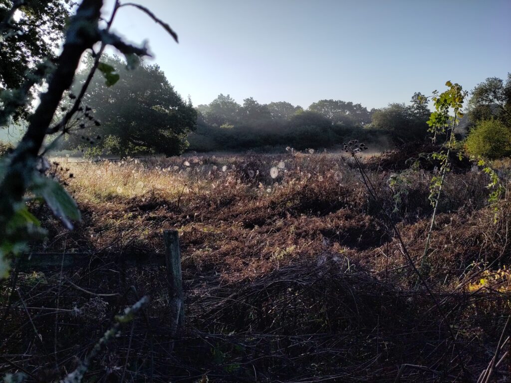 Dozens of dew-covered webs are stretched between the brown stalks of scrub in an overgrown paddock. A misty Autumnal first light shines from the left of the picture.