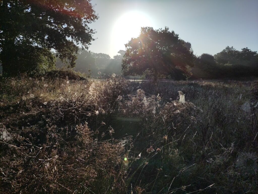 An overgrown paddock, full of brown scrub, is overlaid with a veil of dew-covered webs. A white sun rises behind a large oak tree at the edge of the field.