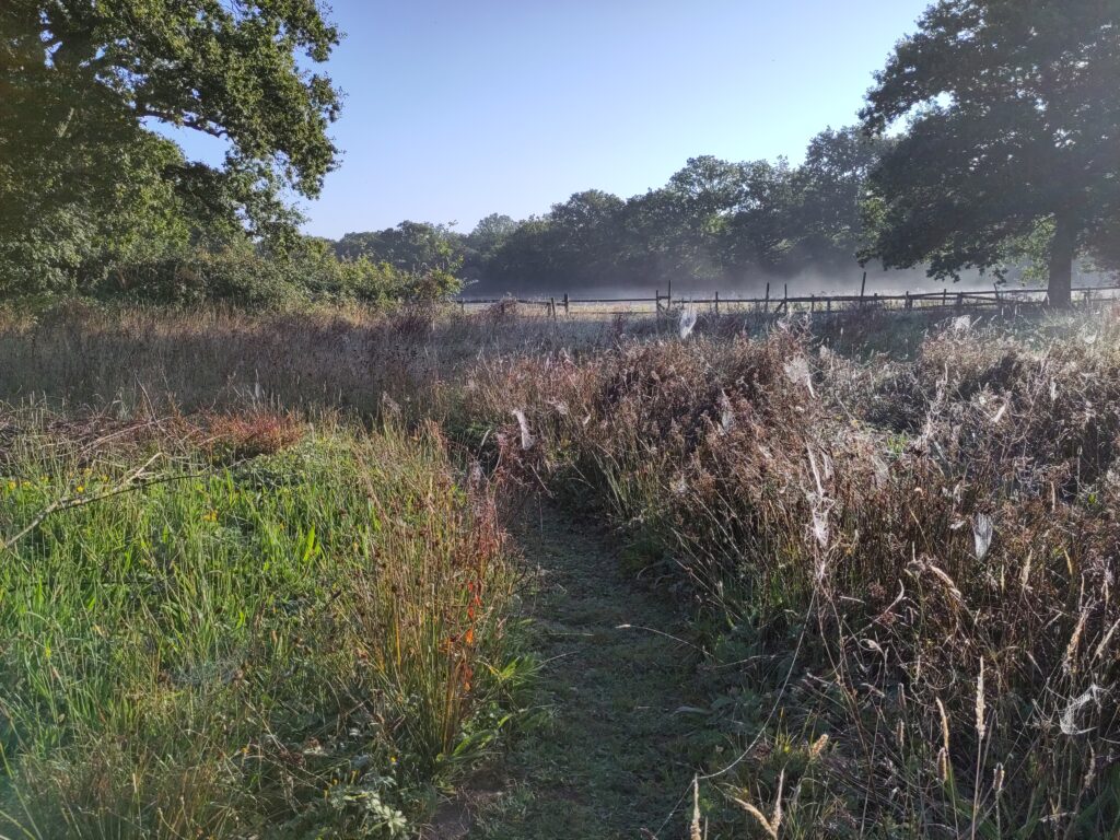 A path bends wetween web covered scrub and a bank of tall green grass flecked with late summer wildflowers. In the background is a fence to another field, covered in ground mist, rising before a row of far wood.