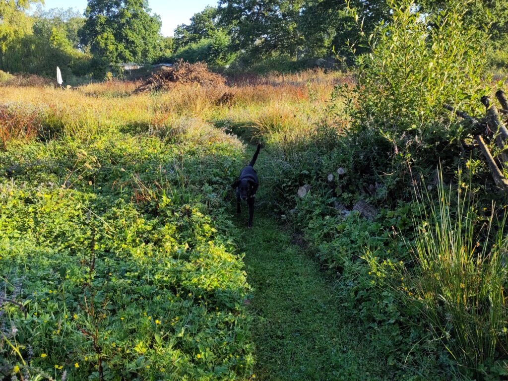 A dog runs towards the camera on a path mowed through an overgrown paddock. Autunmal morning light glows across the field.