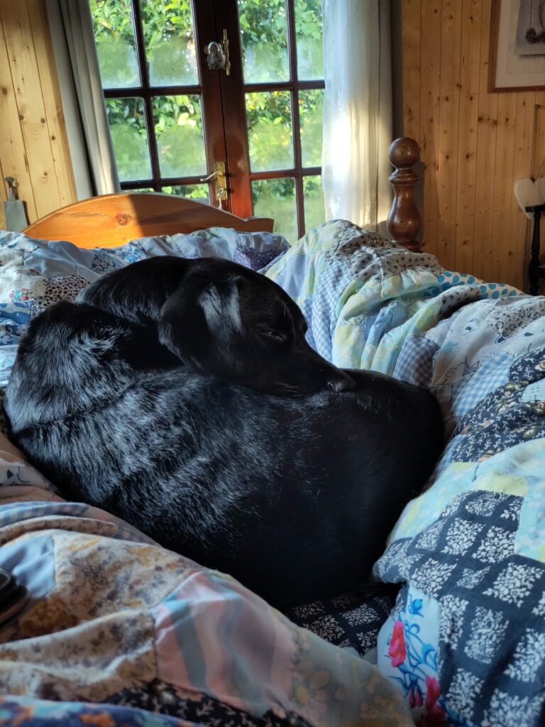 A dog lies on the blue patchwork quilt, between her owners who are in the bed. The french windows have condensation on the panes, and the greenery outside glows in the morning sun.