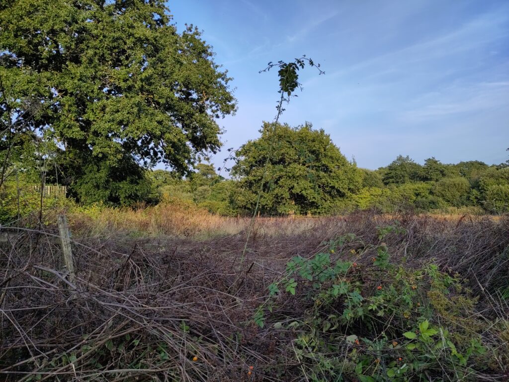 Late afternoon sun illuminates mature woodland surrounding a foreground of scrubby pasture.