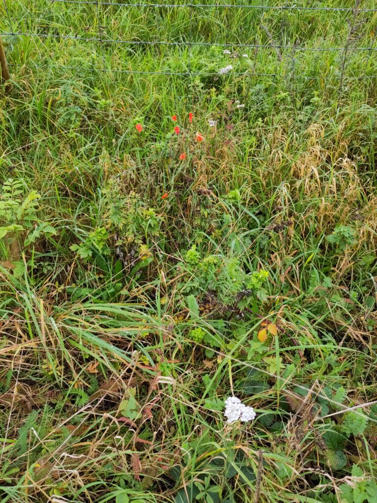 A bank of grasses, with wildflosers and other plants scattered through it.