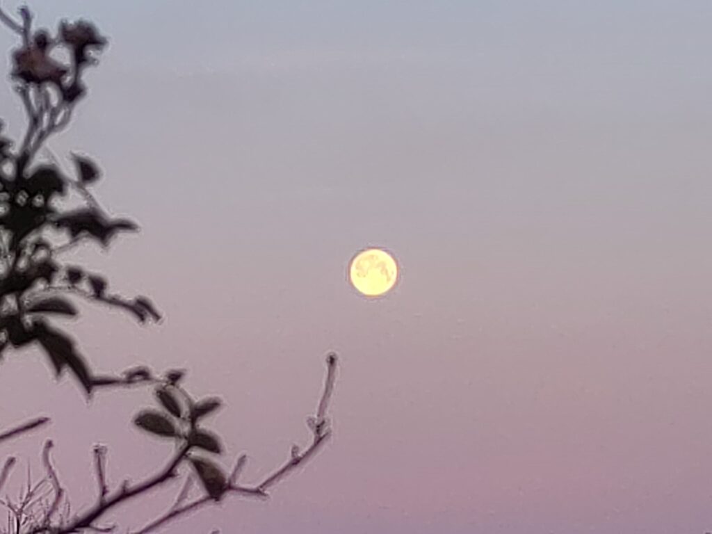 A yellow full moon with foliage in the left foreground.