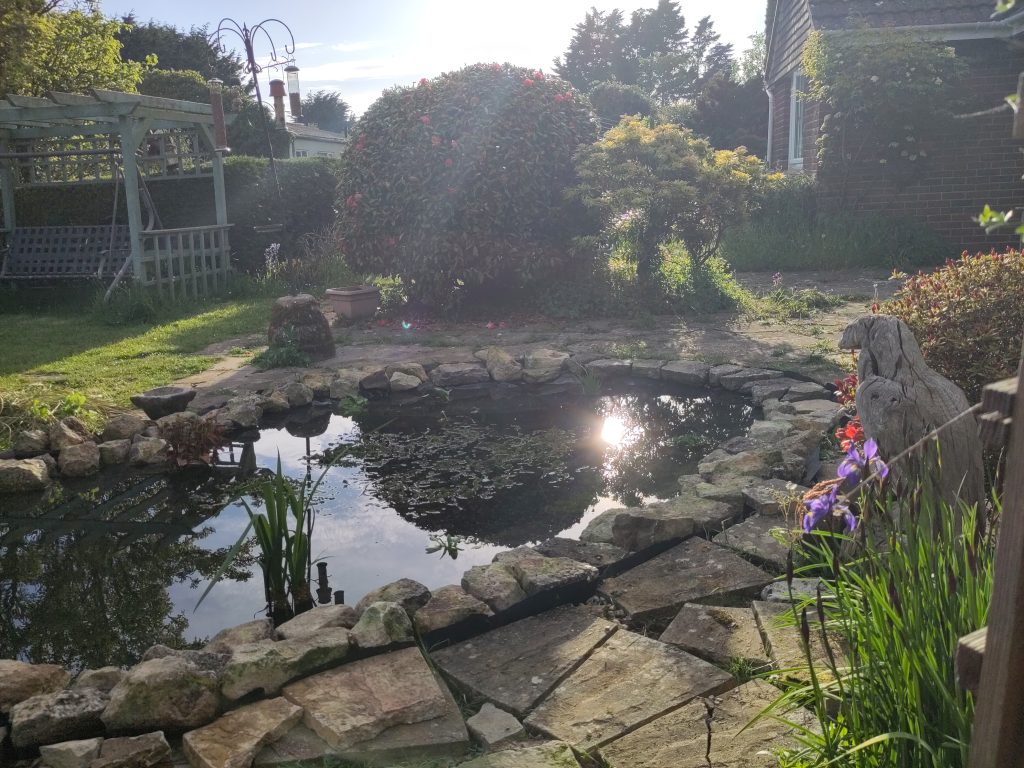 A pond in late evening with low sunlight refelcting in its surface and plants scattered in it.