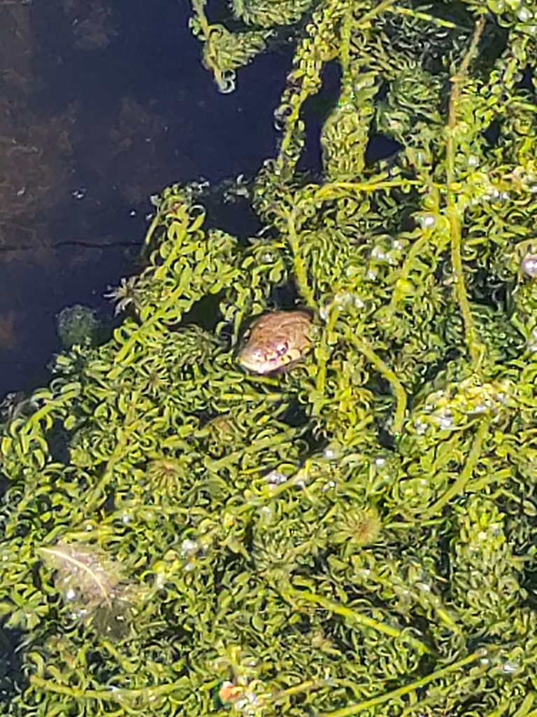 The head of a snake peers through thick weed on the surface of a pond.